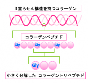 トリペプチド